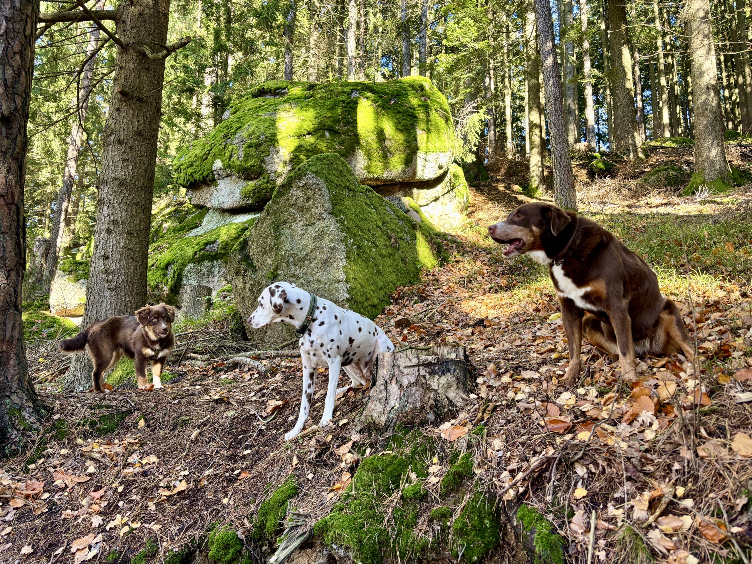 Wandern mit Hund in Oberösterreich, Mühlviertel, Exenschlagrunde