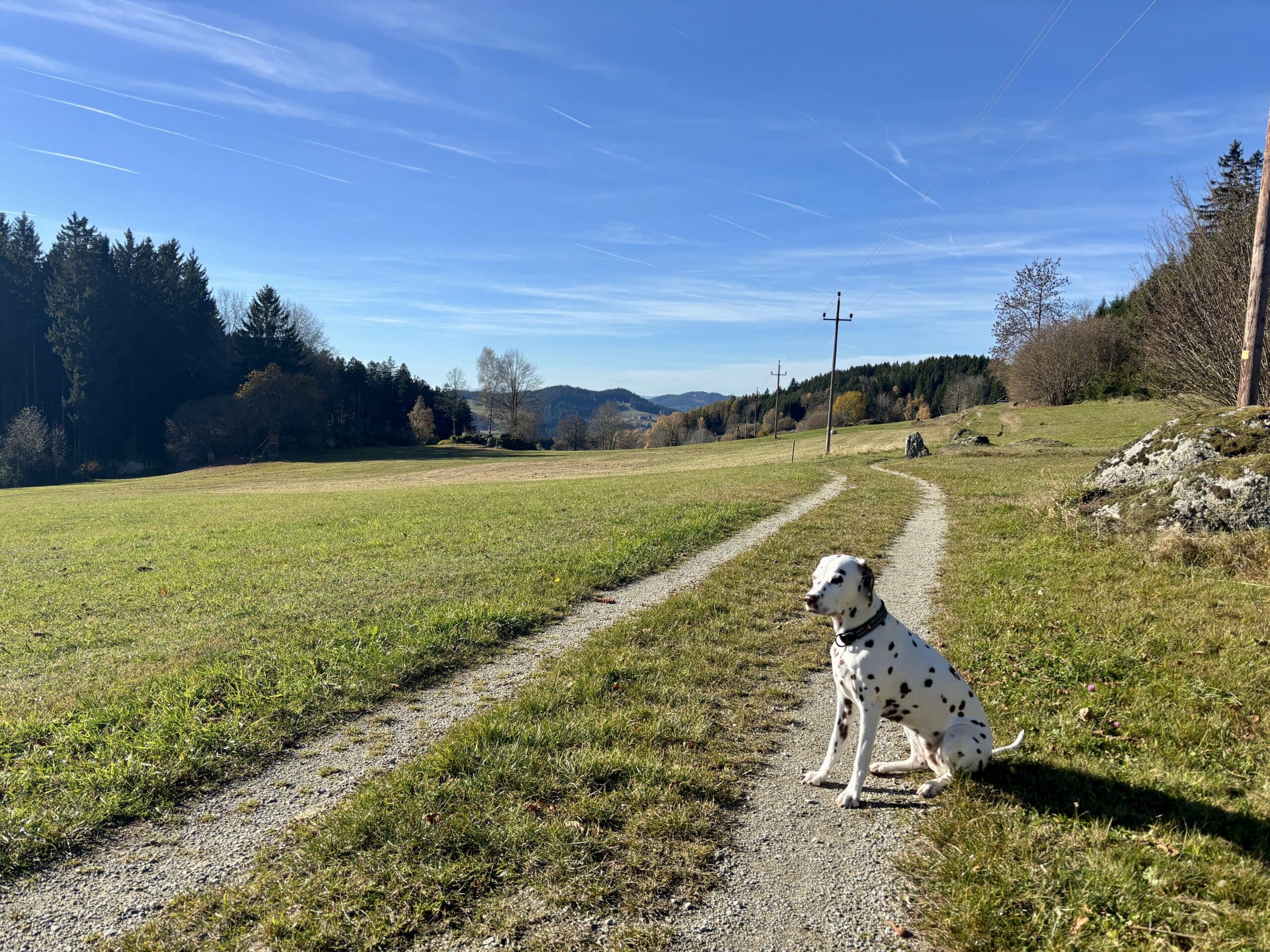 Wandern mit Hund in Oberösterreich, Mühlviertel, Exenschlagrunde
