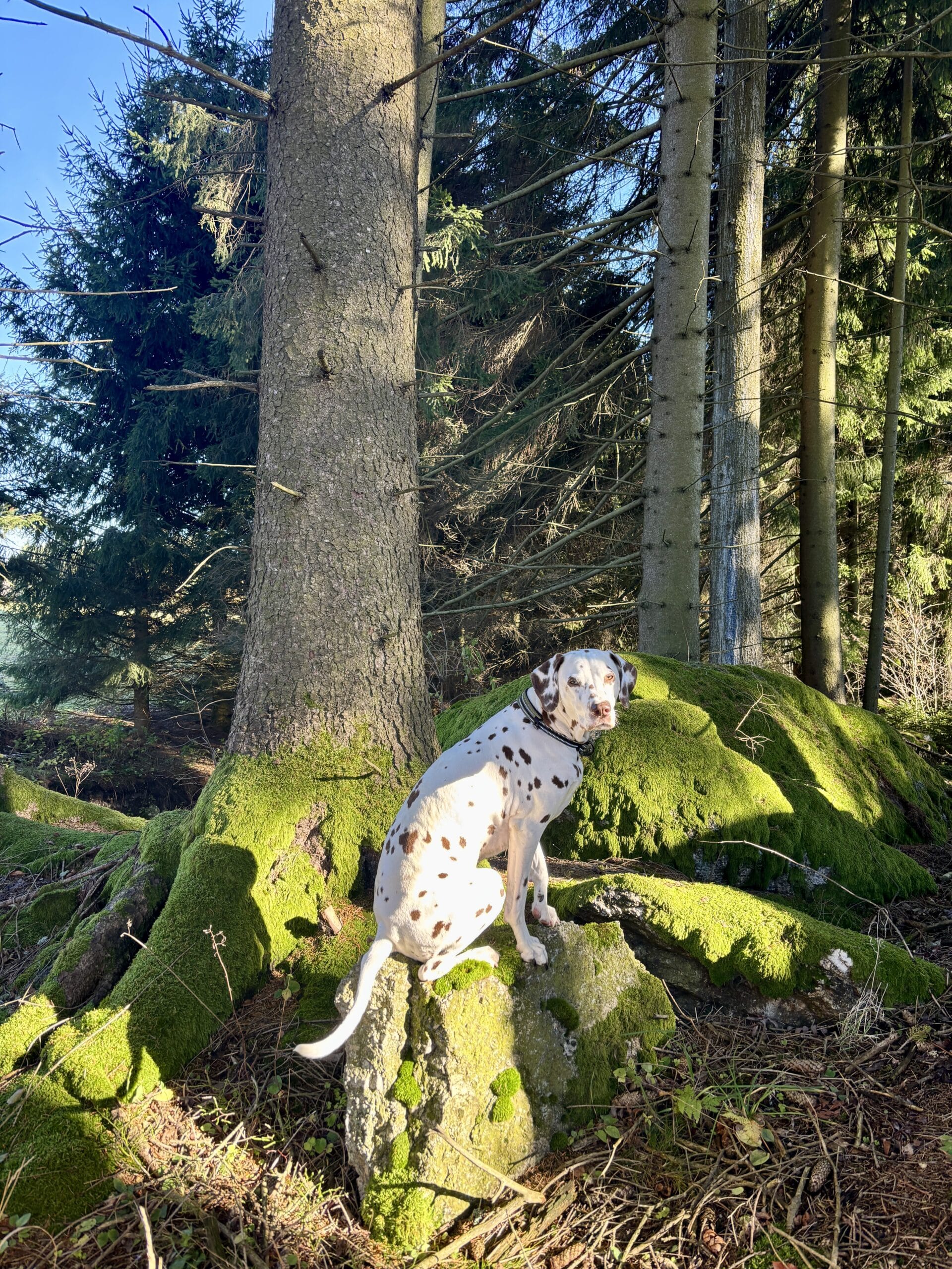 Wandern mit Hund in Oberösterreich, Mühlviertel, Exenschlagrunde
