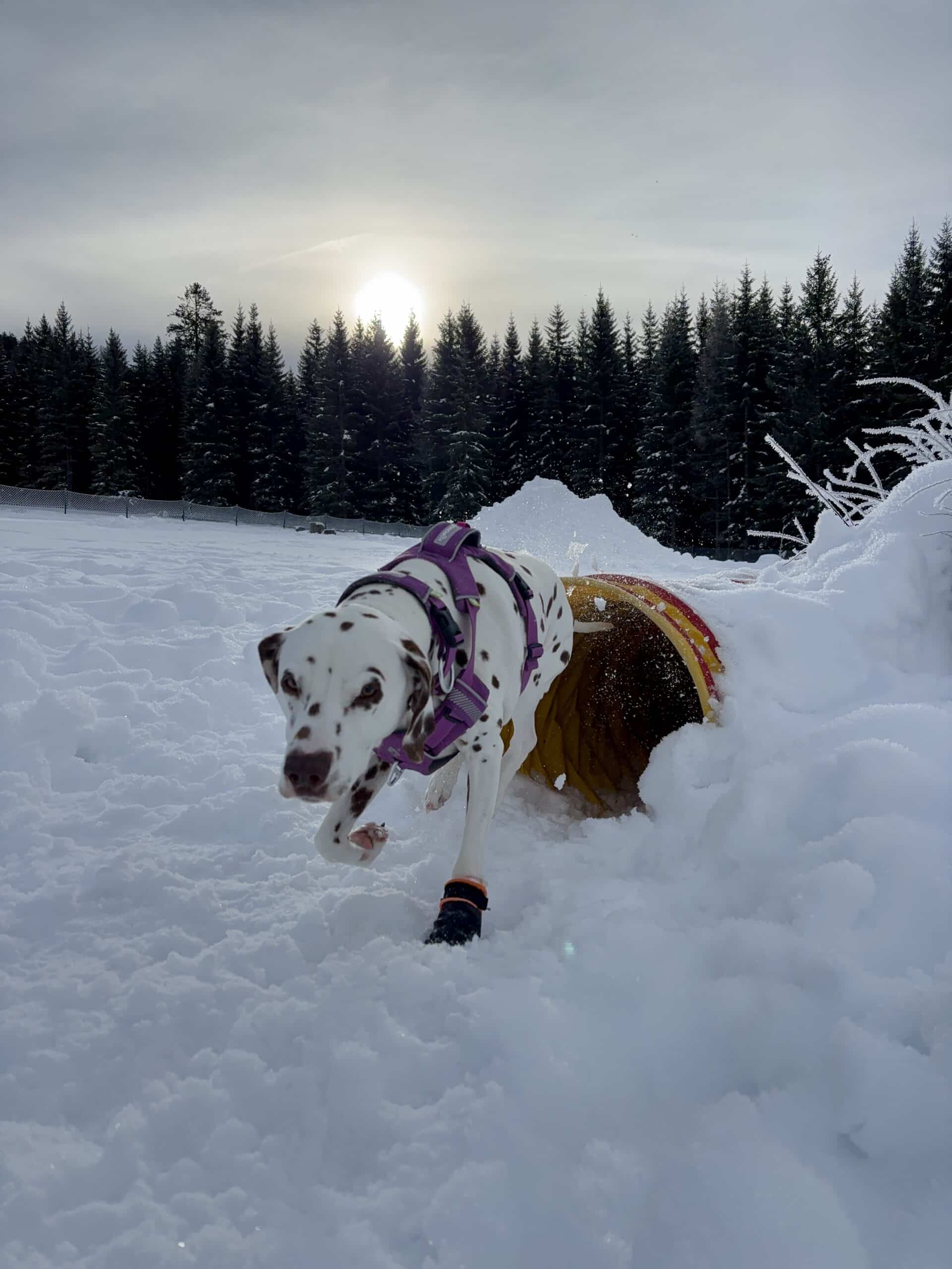 Mooser Hundefreilauf Seefeld, Hund läuft durch Tunnel