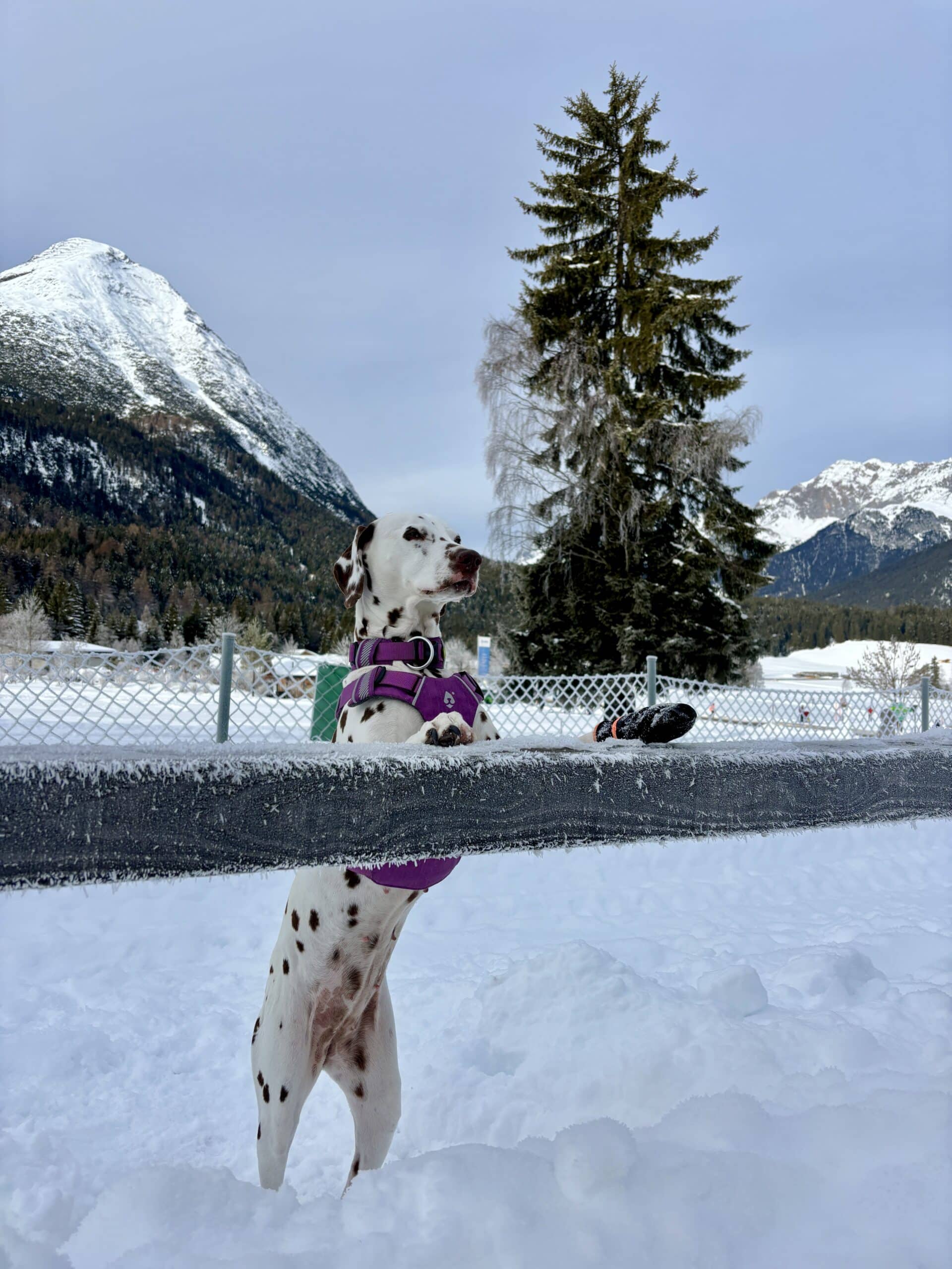 Mooser Hundefreilauf Seefeld