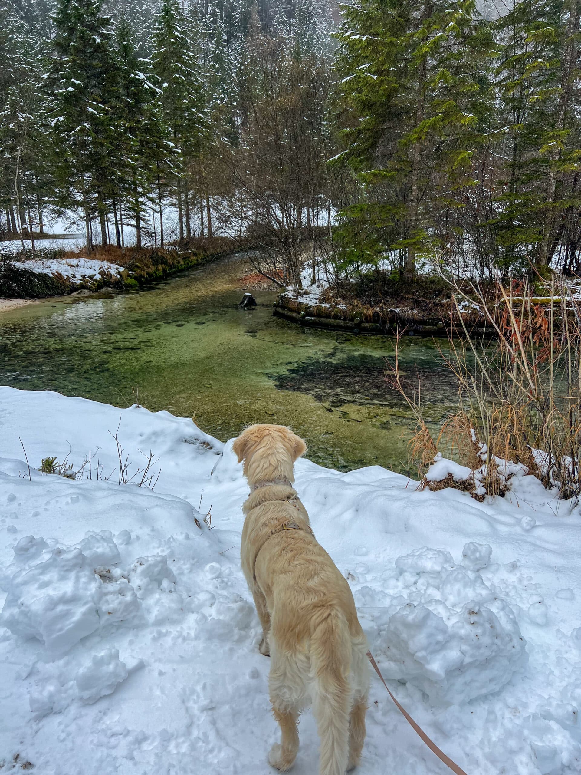 Schiederweiher mit Hund im Winter