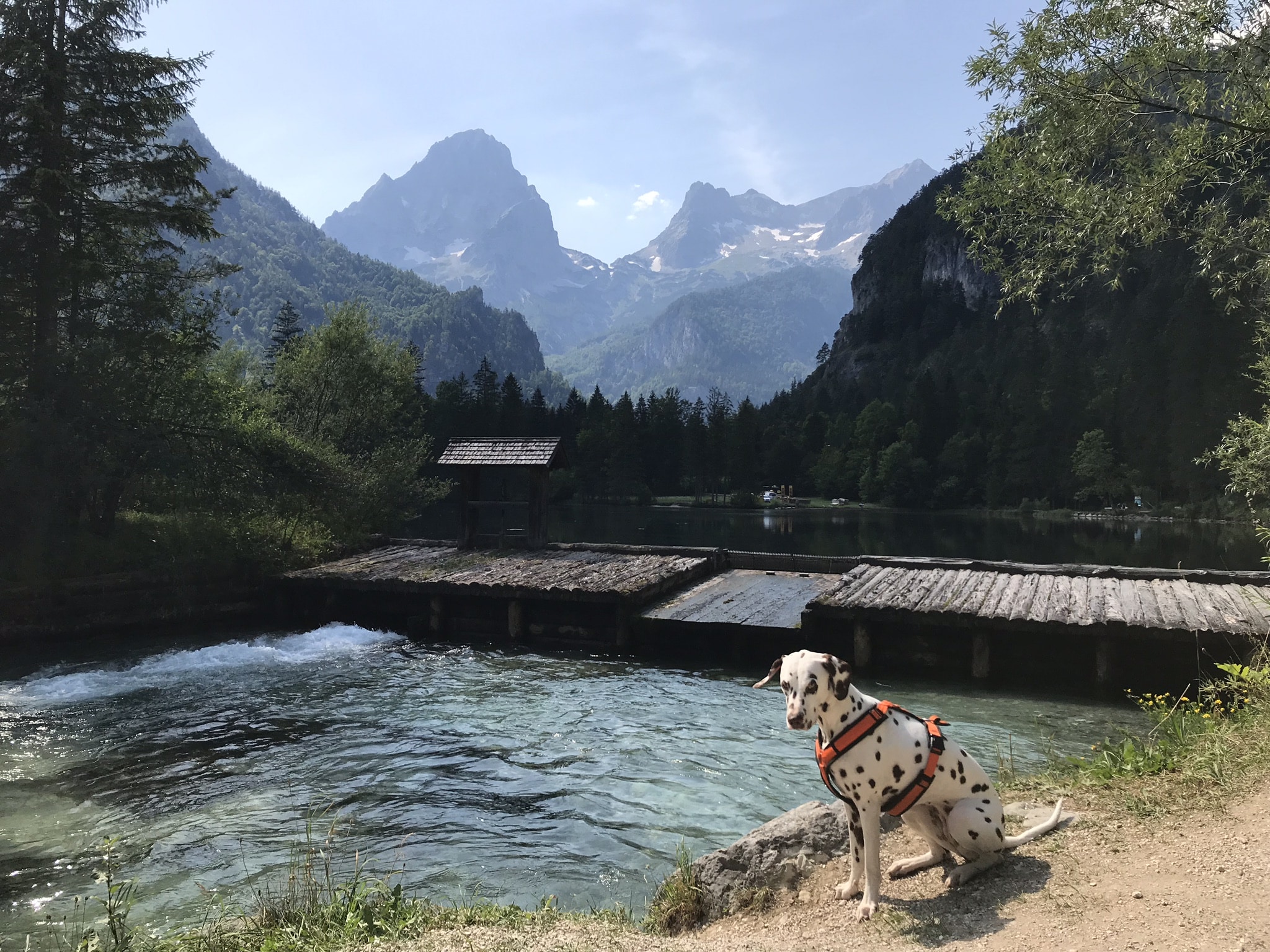 Schiederweiher mit Hund