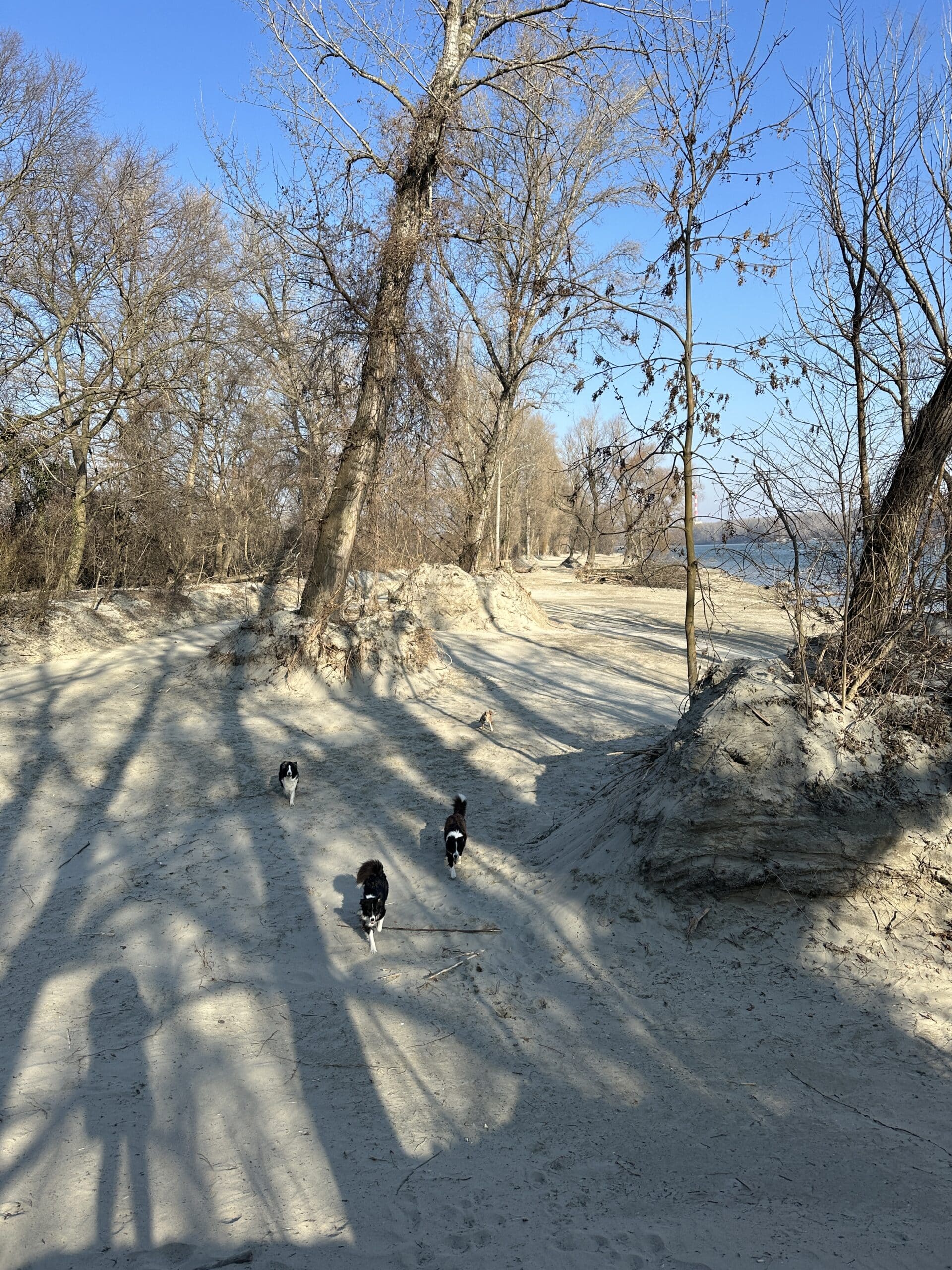 Pionierinsel Baden mit Hund