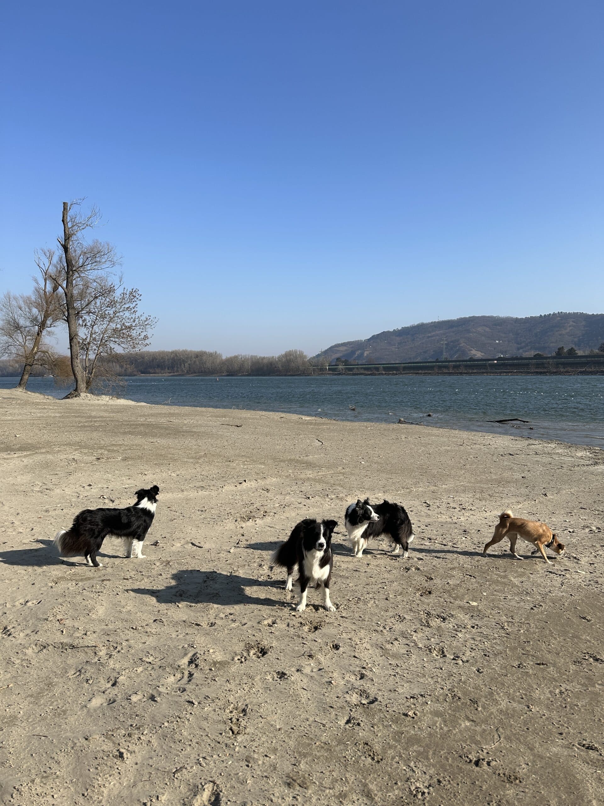 Pionierinsel Baden mit Hund