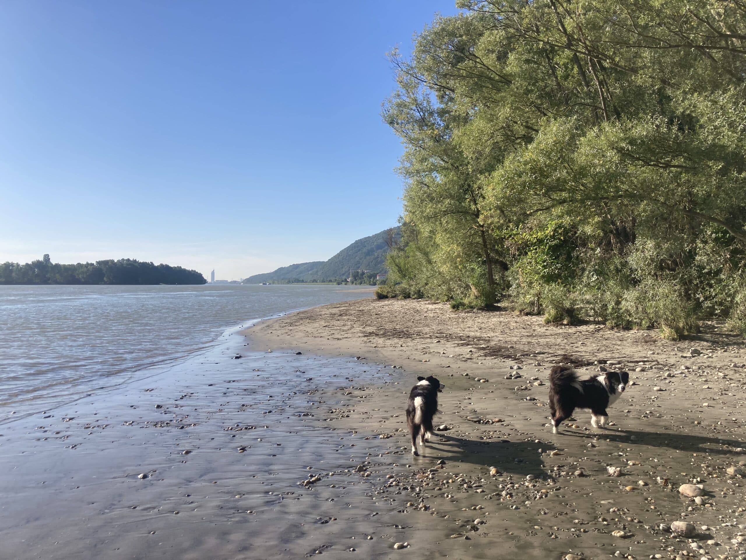 Pionierinsel Baden mit Hund
