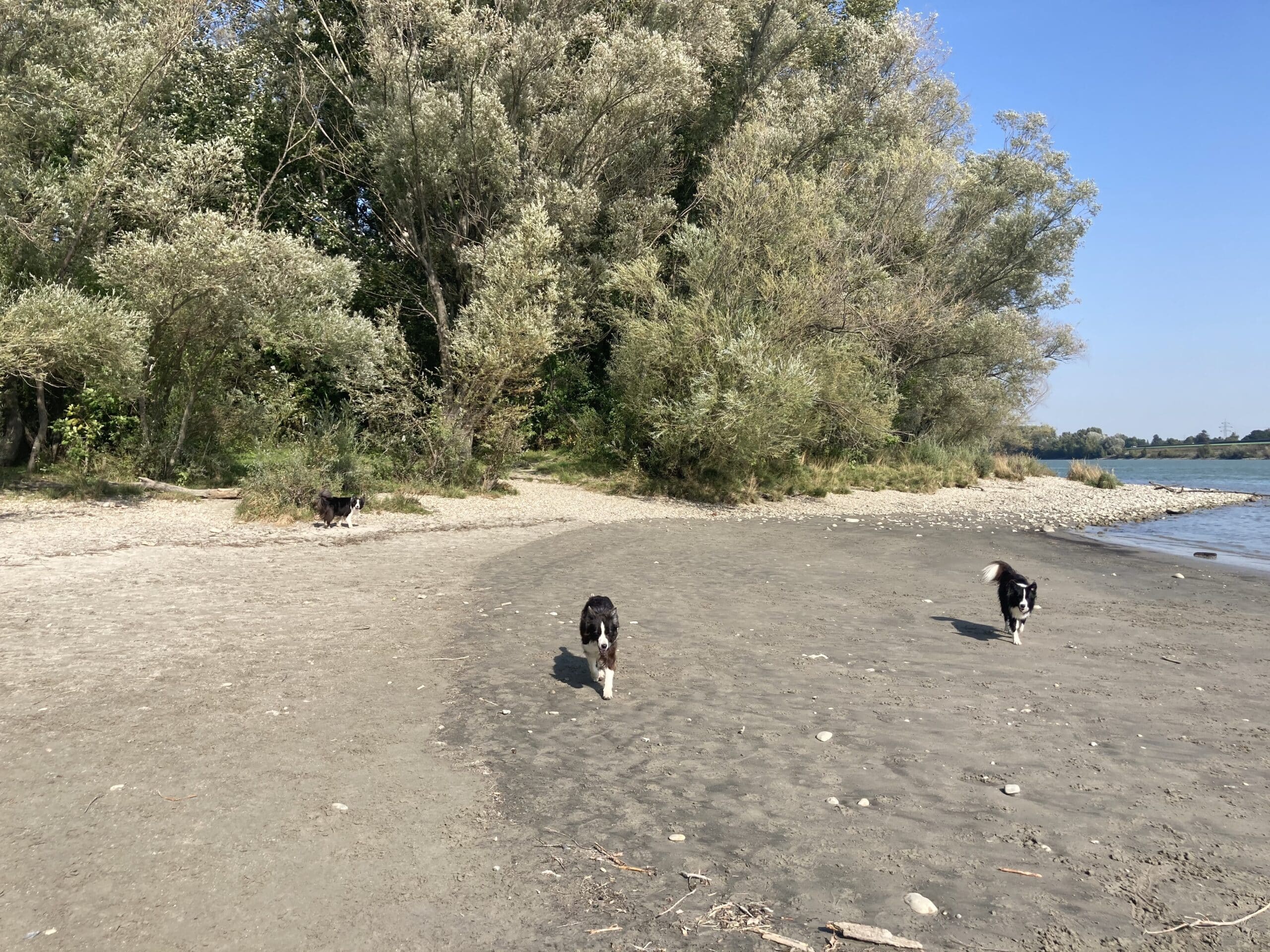 Pionierinsel Baden mit Hund