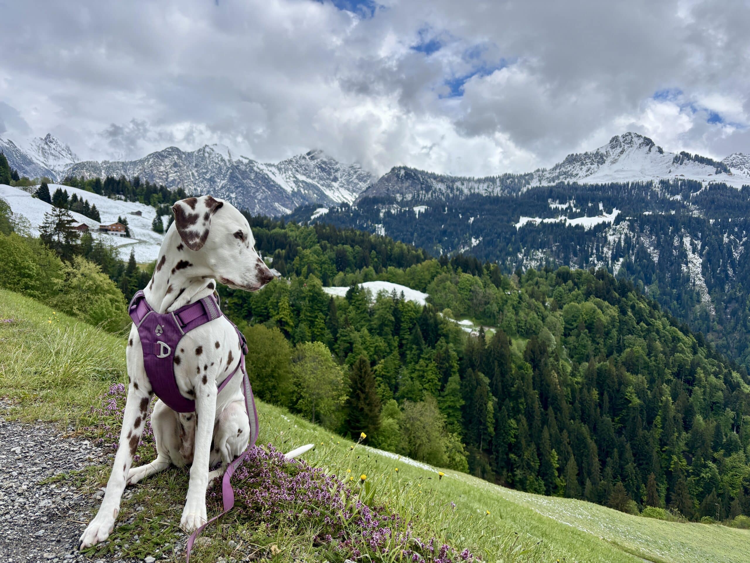 Wanderung mit Hund zum Seewaldsee