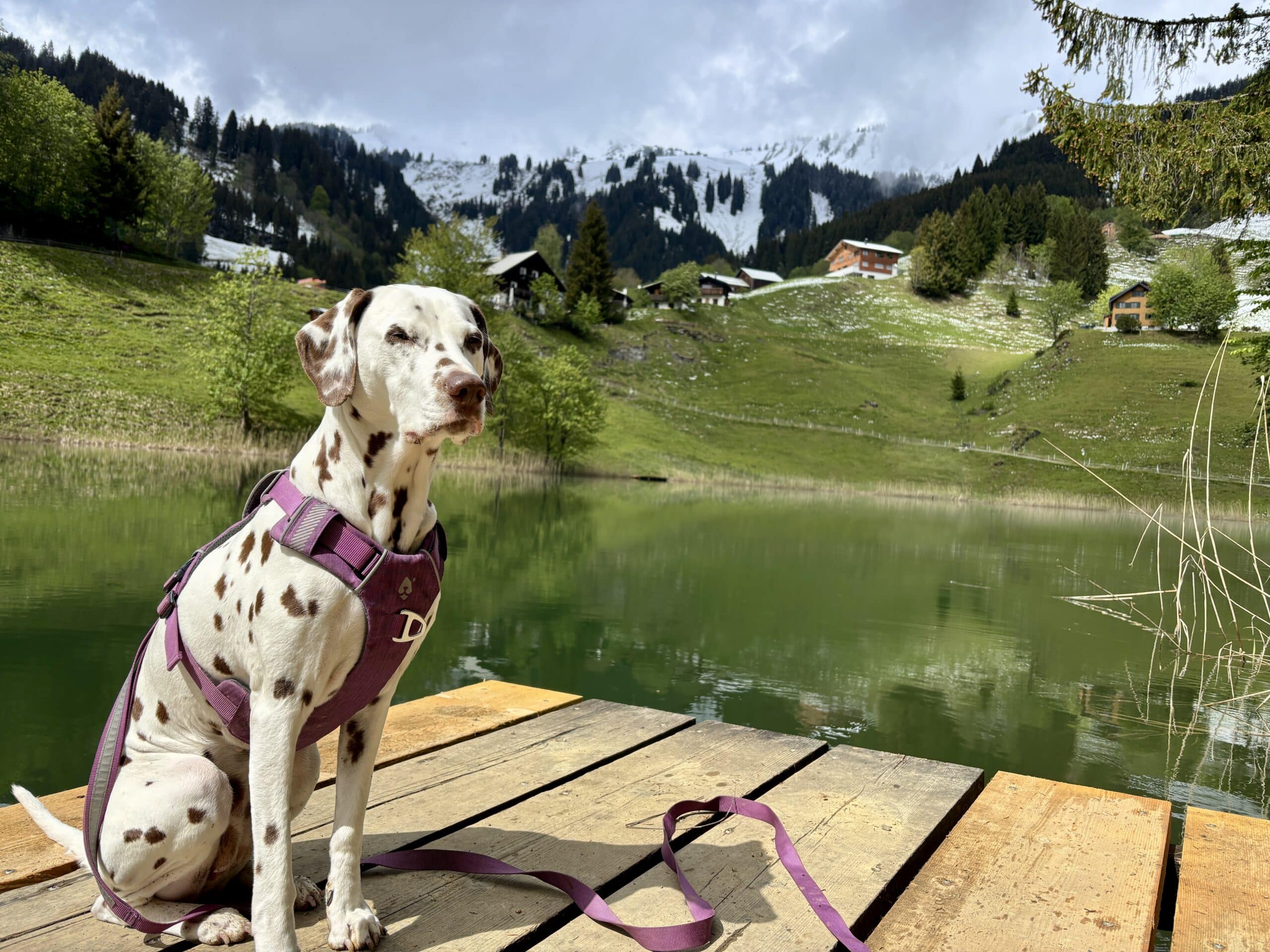 Seewaldsee mit Hund