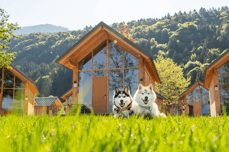 Urlaub mit Hund in Österreich; Zwei Hunde liegen vor Tiny House im Gras