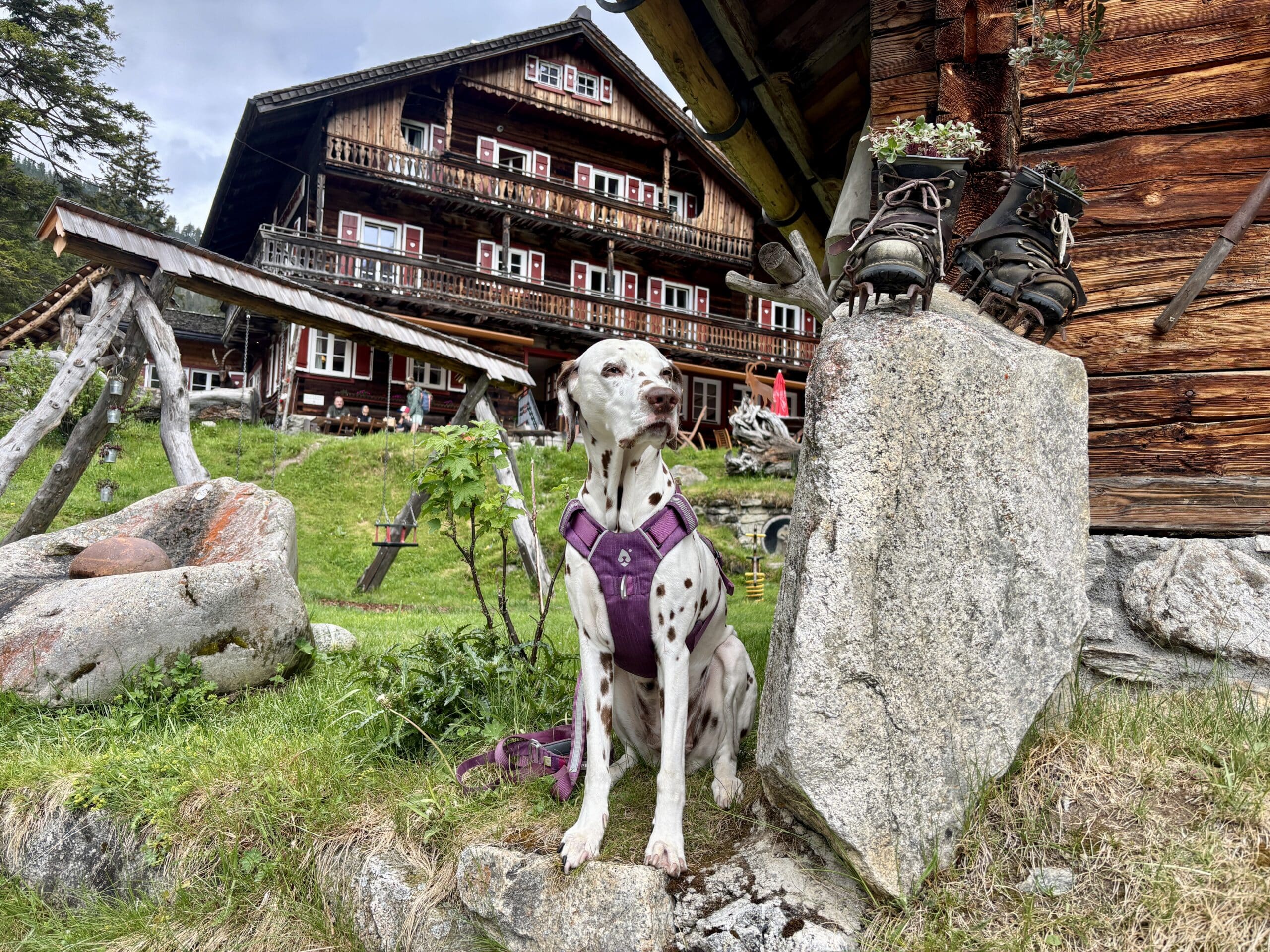 Hund sitzt vor Berndlalm im Obersulzbachtal